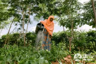 trees-that-end-hunger-and-poverty