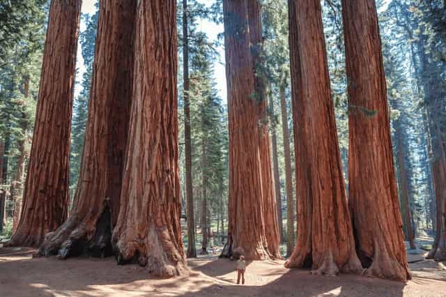 save-the-redwoods